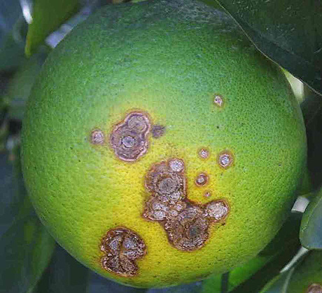 Citrus Canker The Pathogen And Its Impact